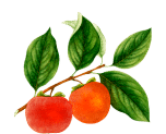 Peaches Icon