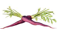 Purple Carrot Icon